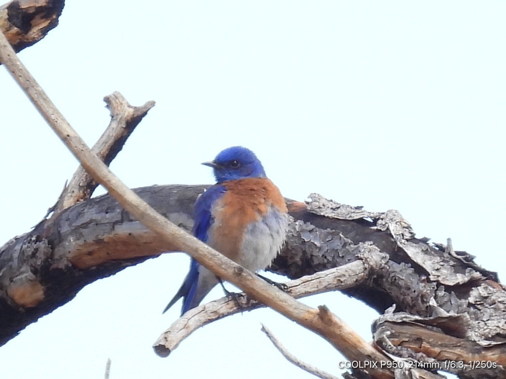 Western Bluebird - Joyce Michael