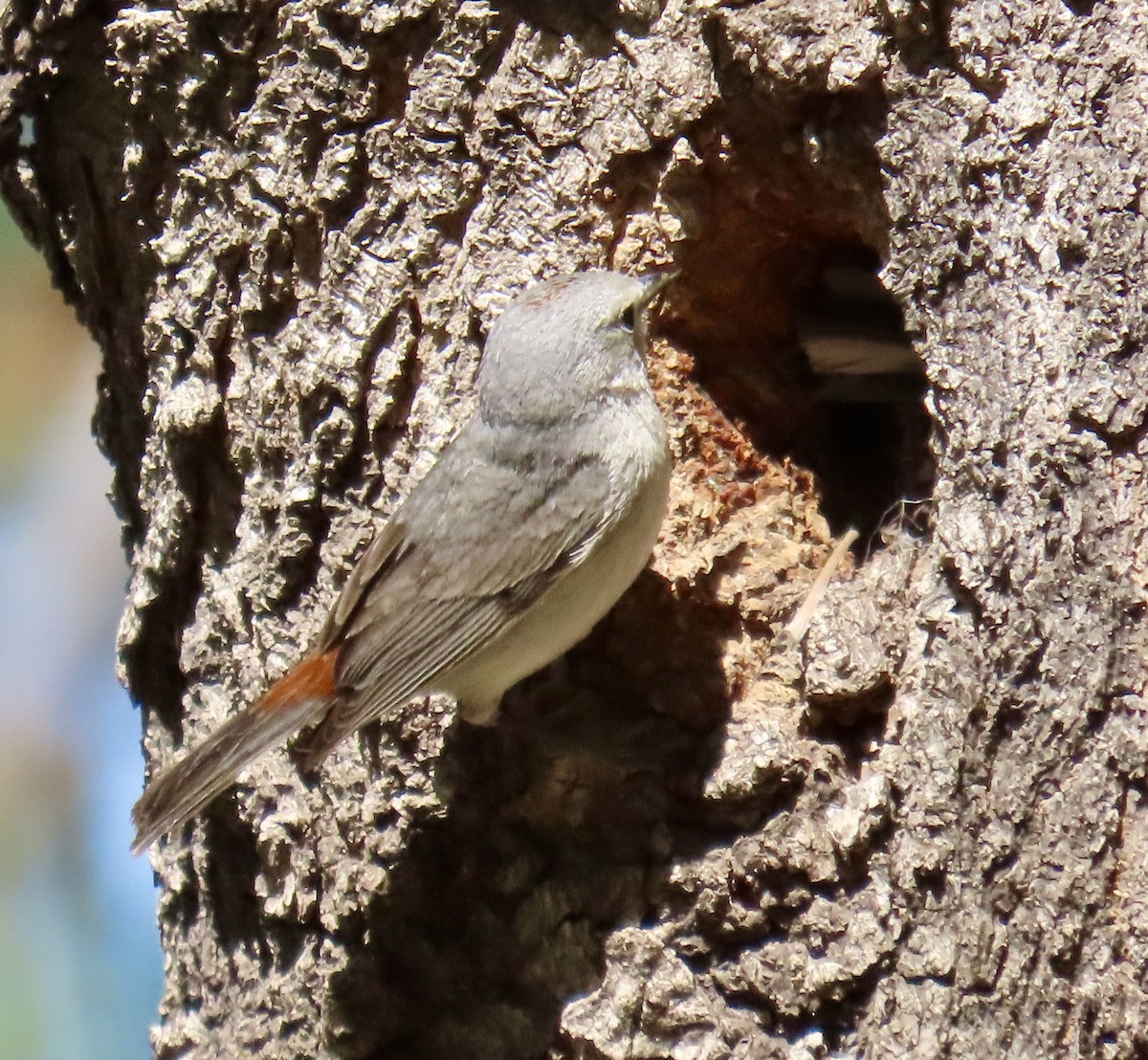 Lucy's Warbler - Don Witter