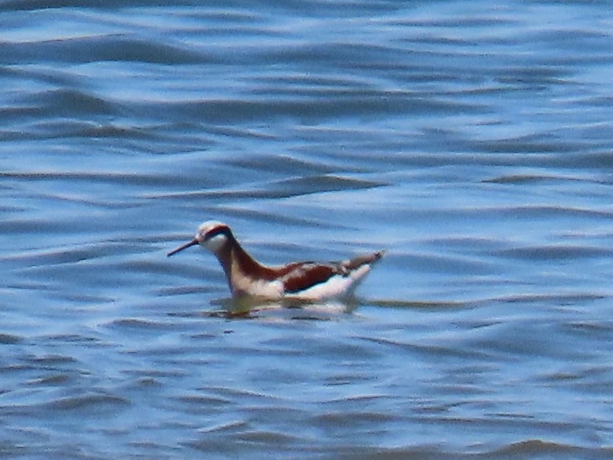 Falaropo Tricolor - ML618133451