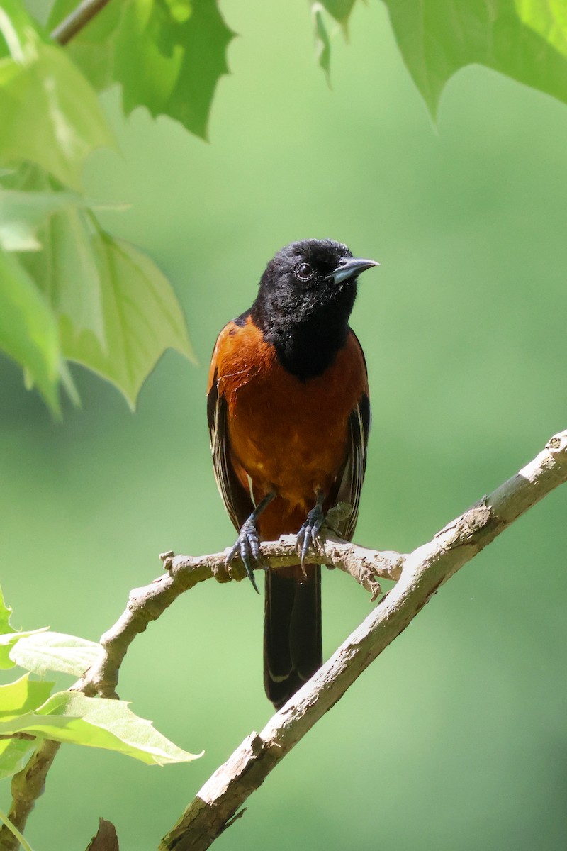Orchard Oriole - ML618133453