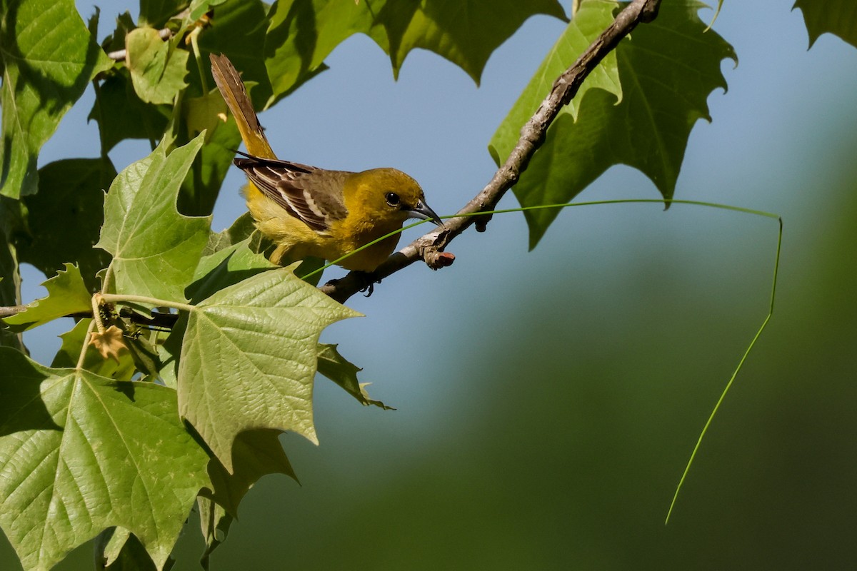 Orchard Oriole - ML618133456