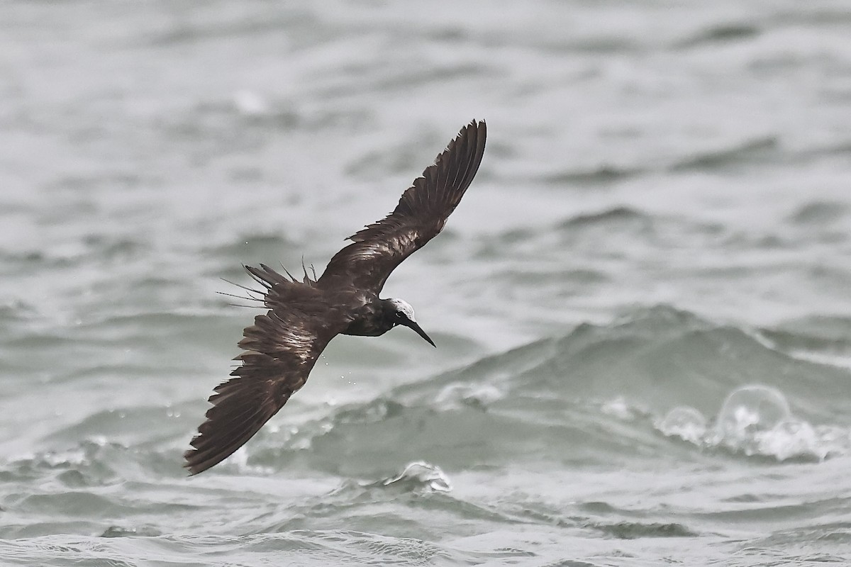 Black Noddy - Arman Moreno