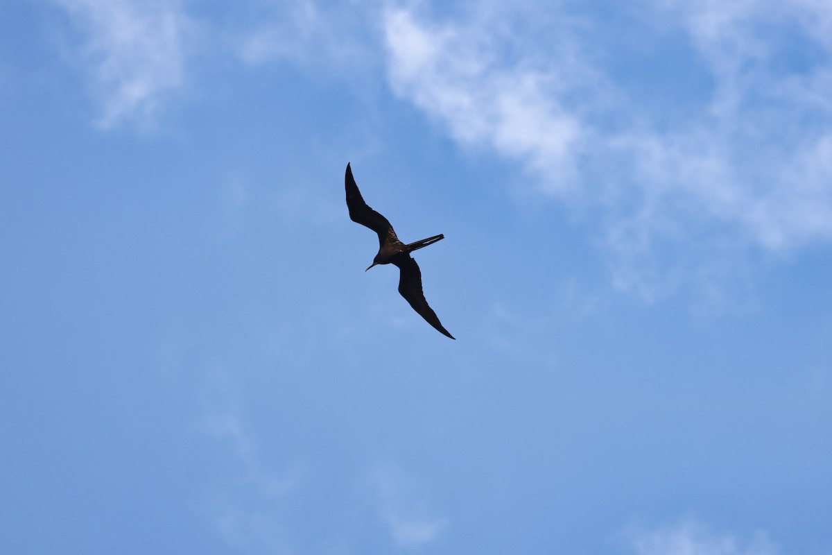 Magnificent Frigatebird - A & C Tennant