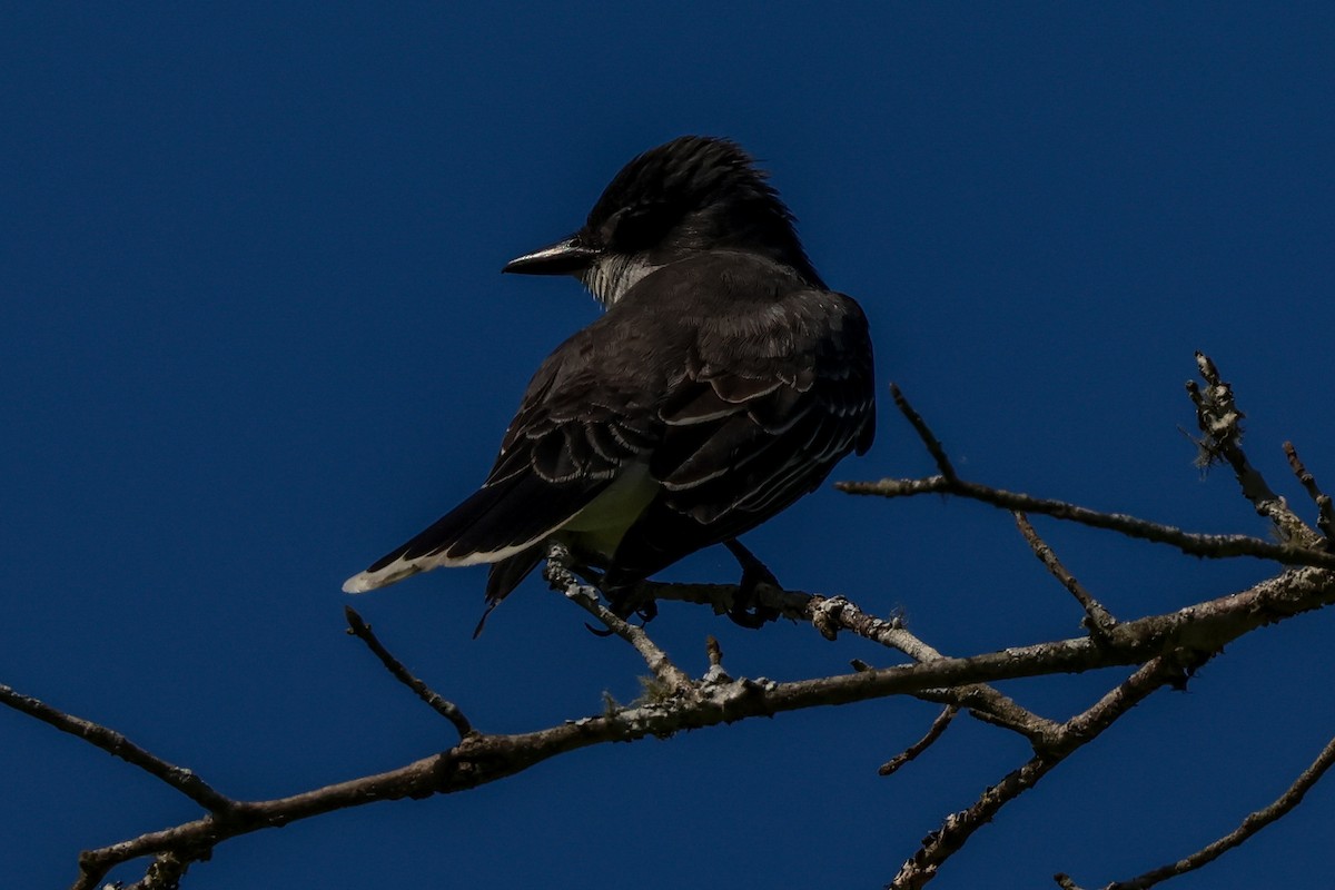 Eastern Kingbird - Marc Goncher