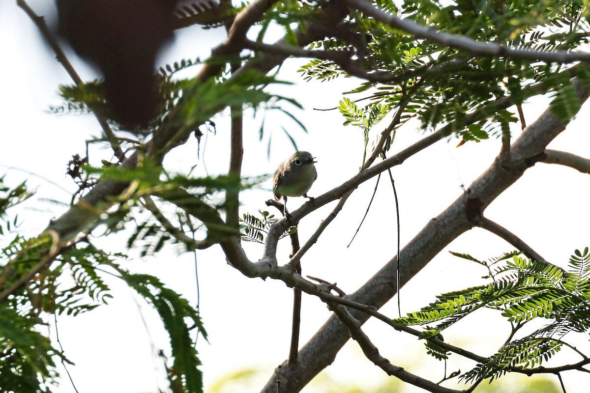 Blue-gray Gnatcatcher - A & C Tennant