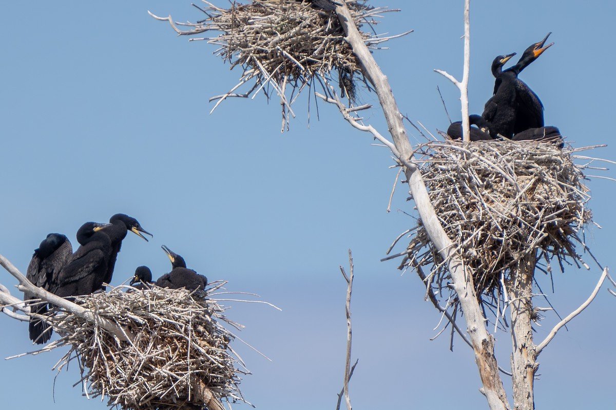 Double-crested Cormorant - Robert Raker