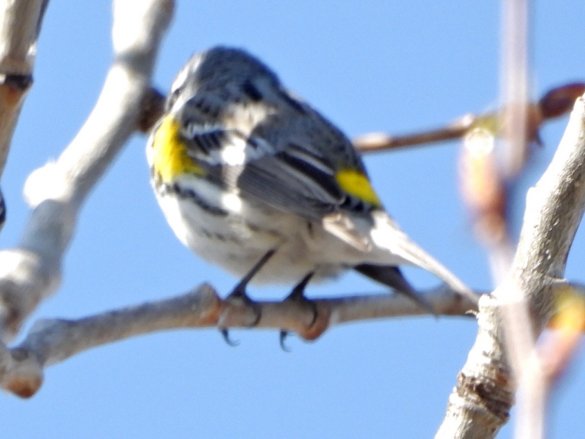 Yellow-rumped Warbler - Roy Lambert