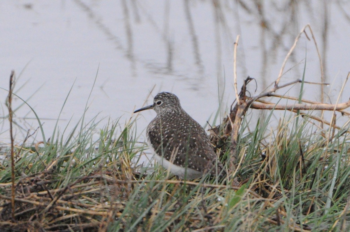 Solitary Sandpiper - ML618133579