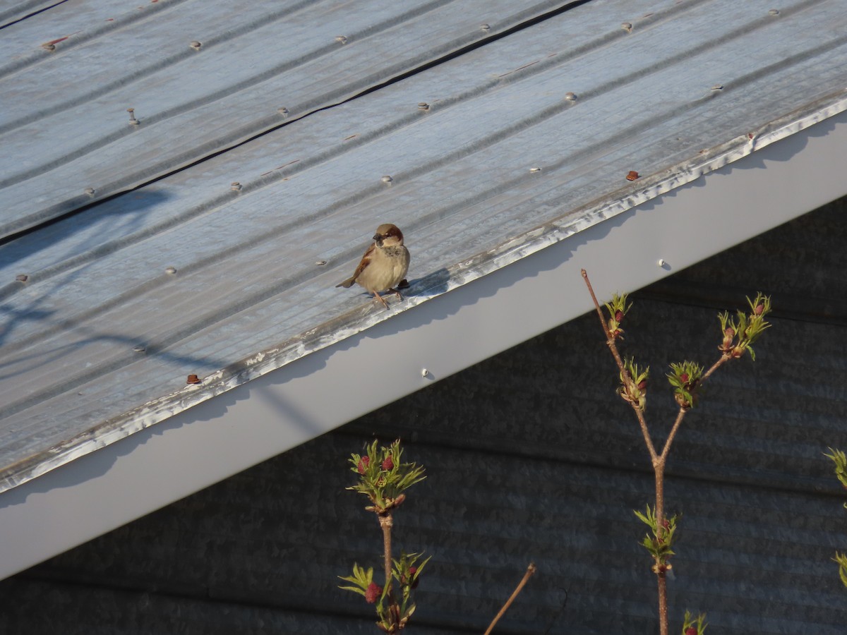 House Sparrow - Rhonda Langelaan