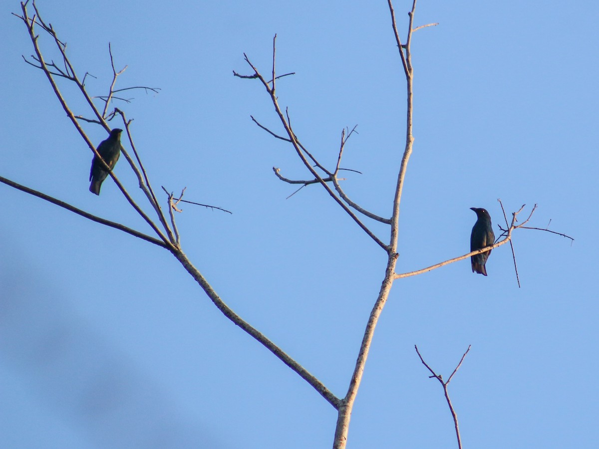 Asian Fairy-bluebird - Gerard Chartier