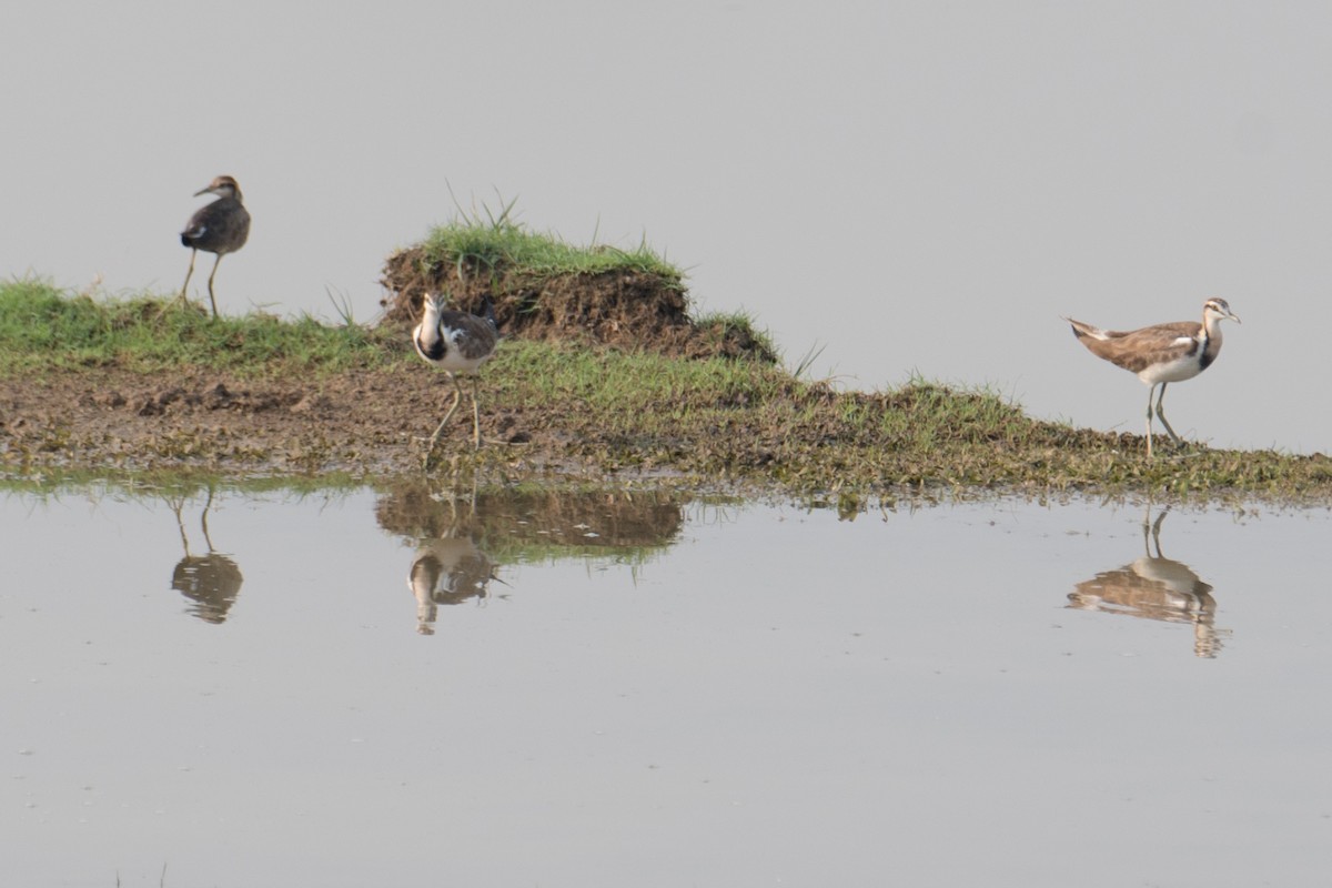 Pheasant-tailed Jacana - Ashok Kolluru