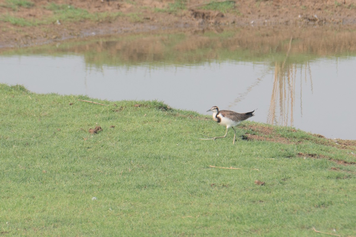 Pheasant-tailed Jacana - Ashok Kolluru