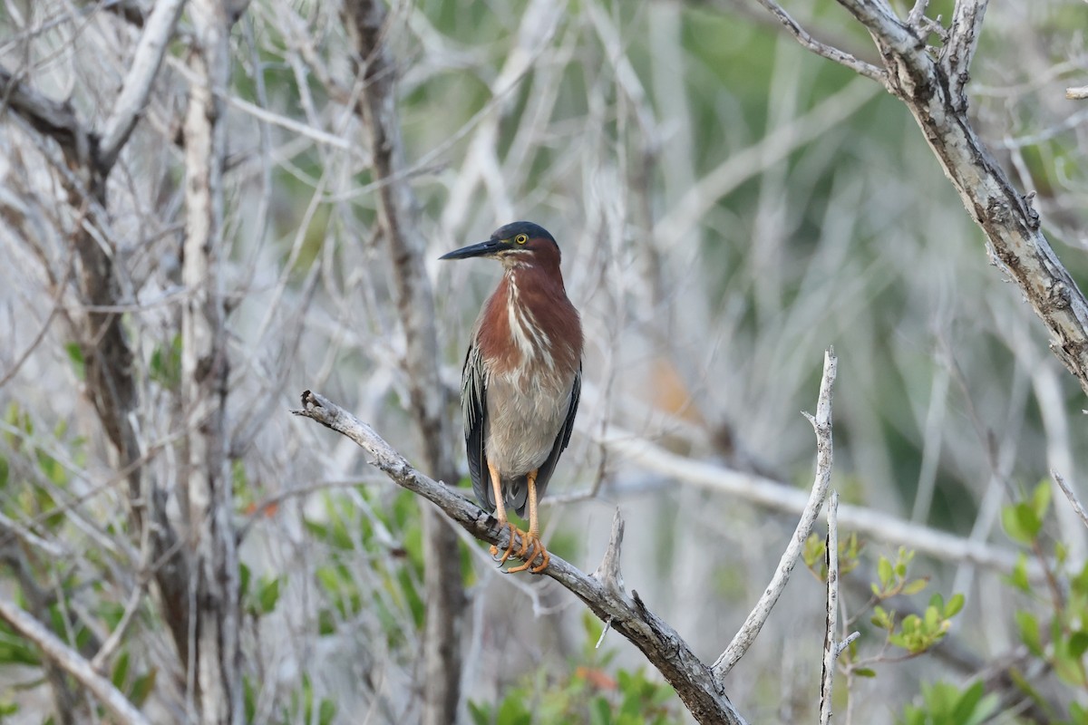 Green Heron - A & C Tennant