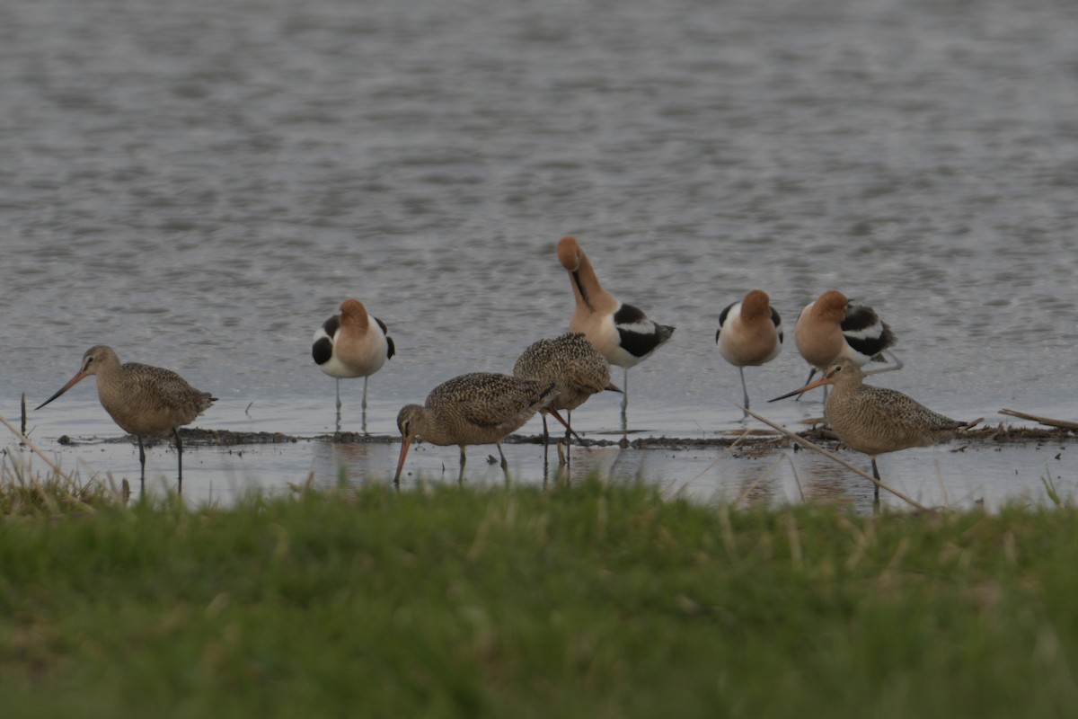 Marbled Godwit - Cathy Del Valle