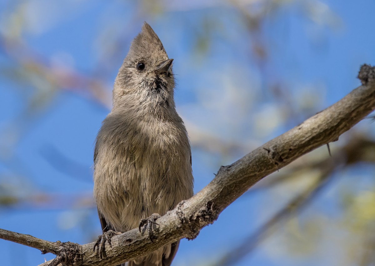 Oak Titmouse - Daniel Ward