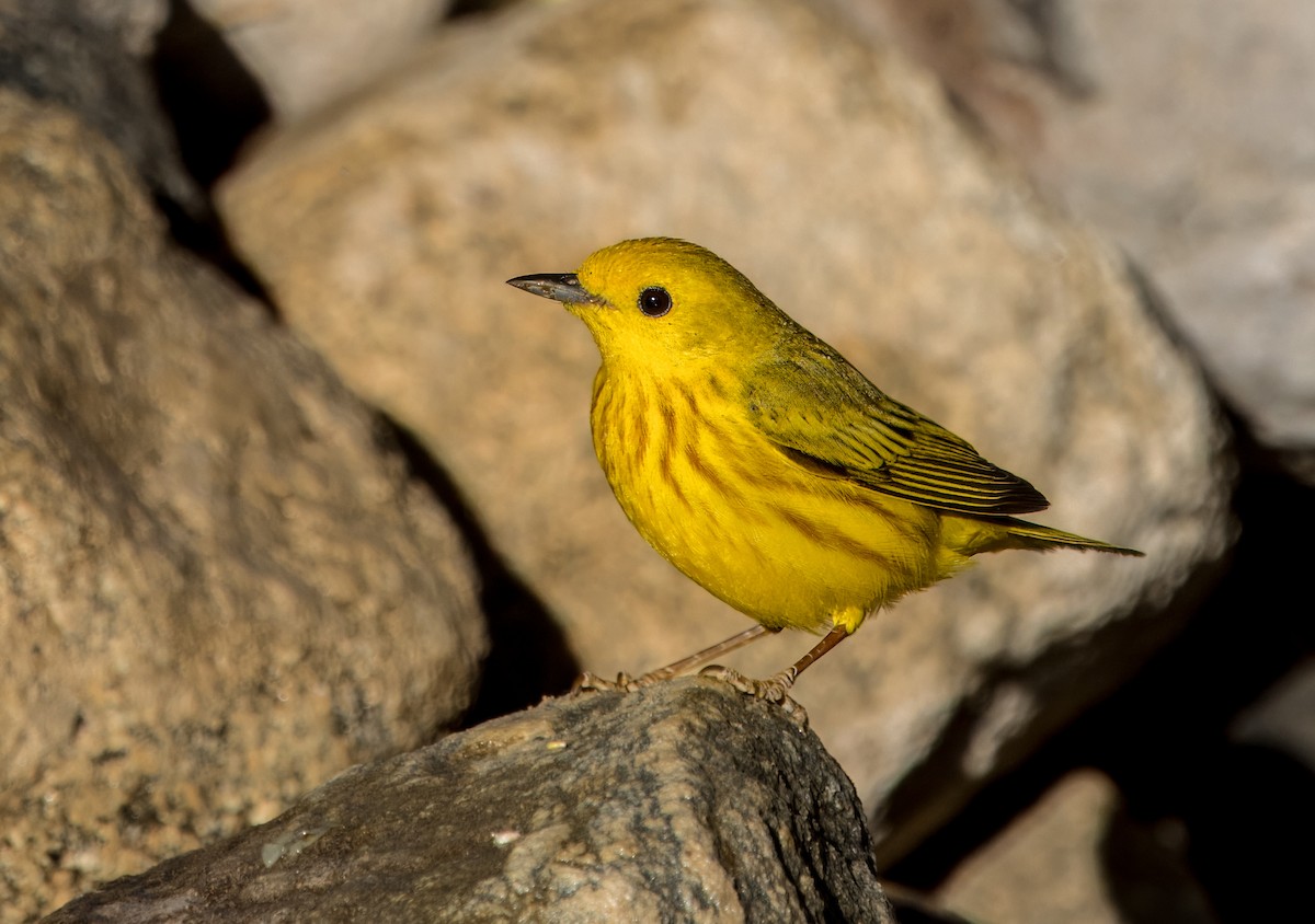 Yellow Warbler - Daniel Ward