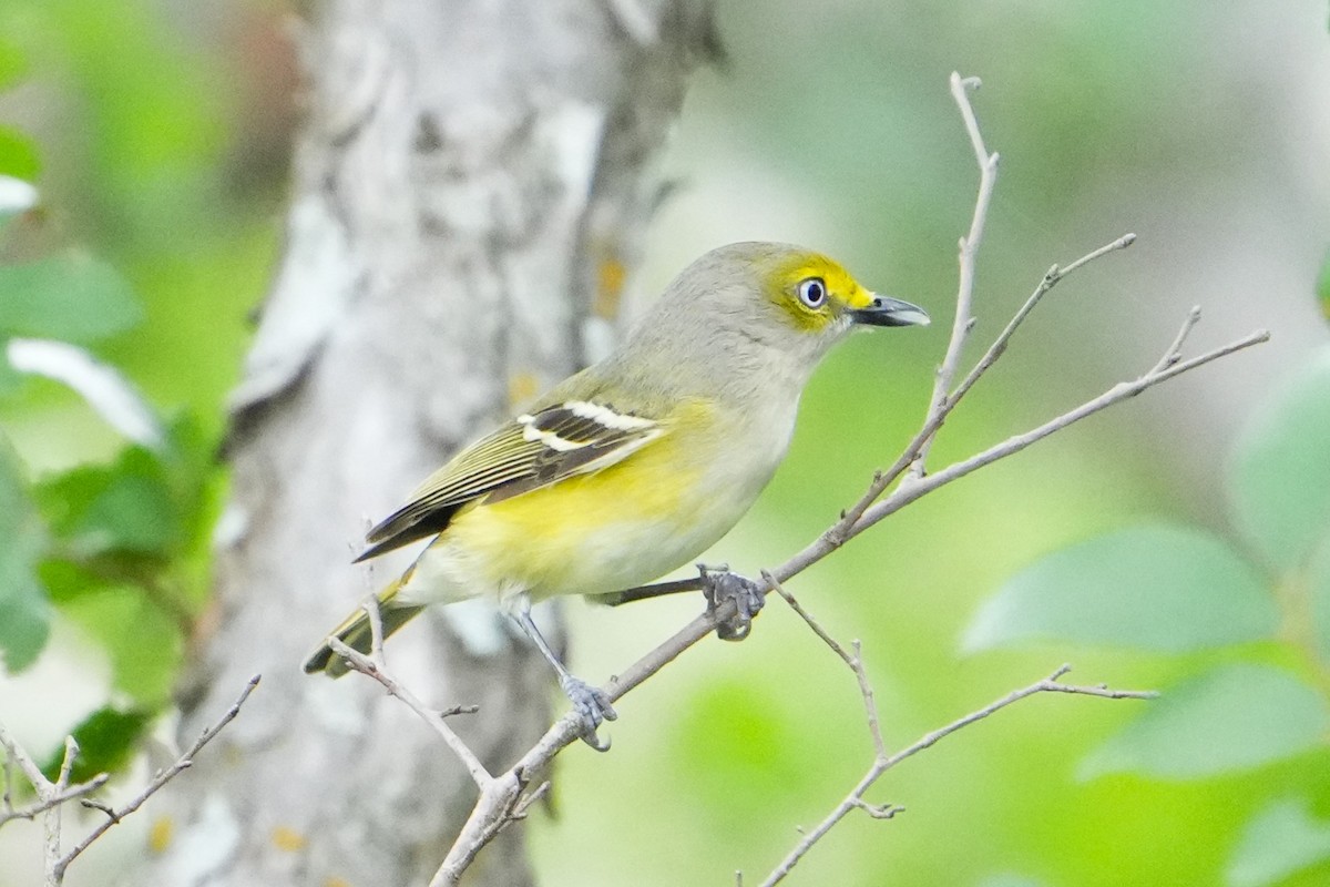 White-eyed Vireo - wes Thompson