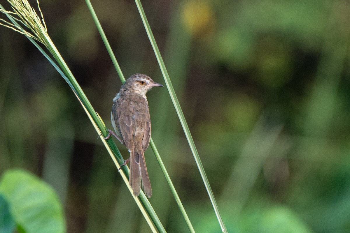 Plain Prinia - Ashok Kolluru