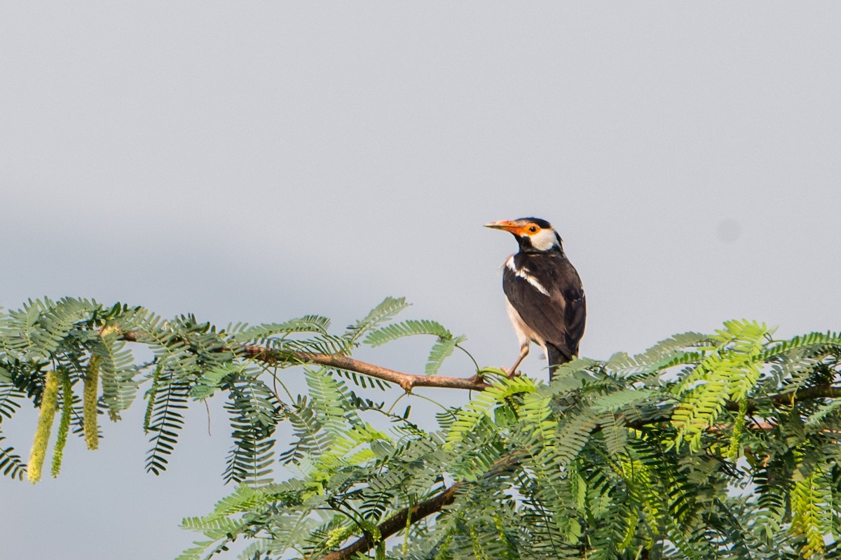 Indian Pied Starling - ML618133761