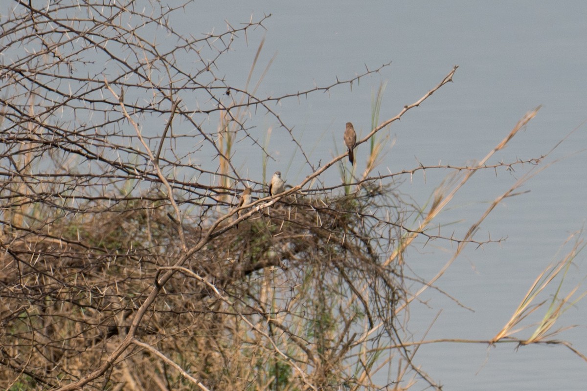 Indian Silverbill - Ashok Kolluru