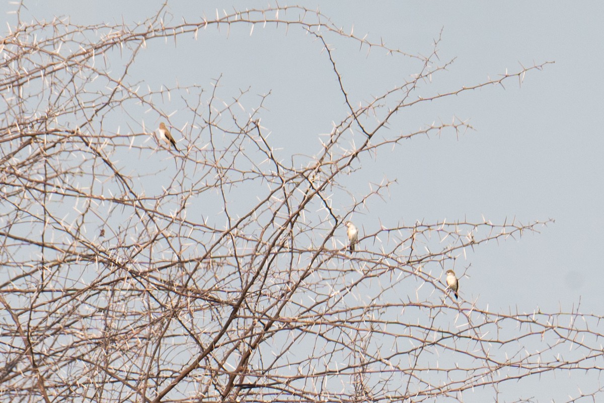 Indian Silverbill - Ashok Kolluru