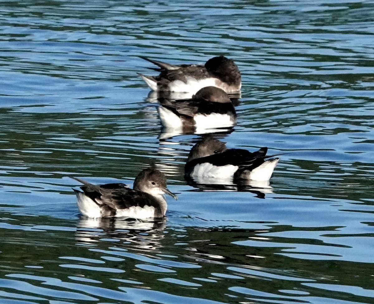 Fluttering Shearwater - Peter Woodall