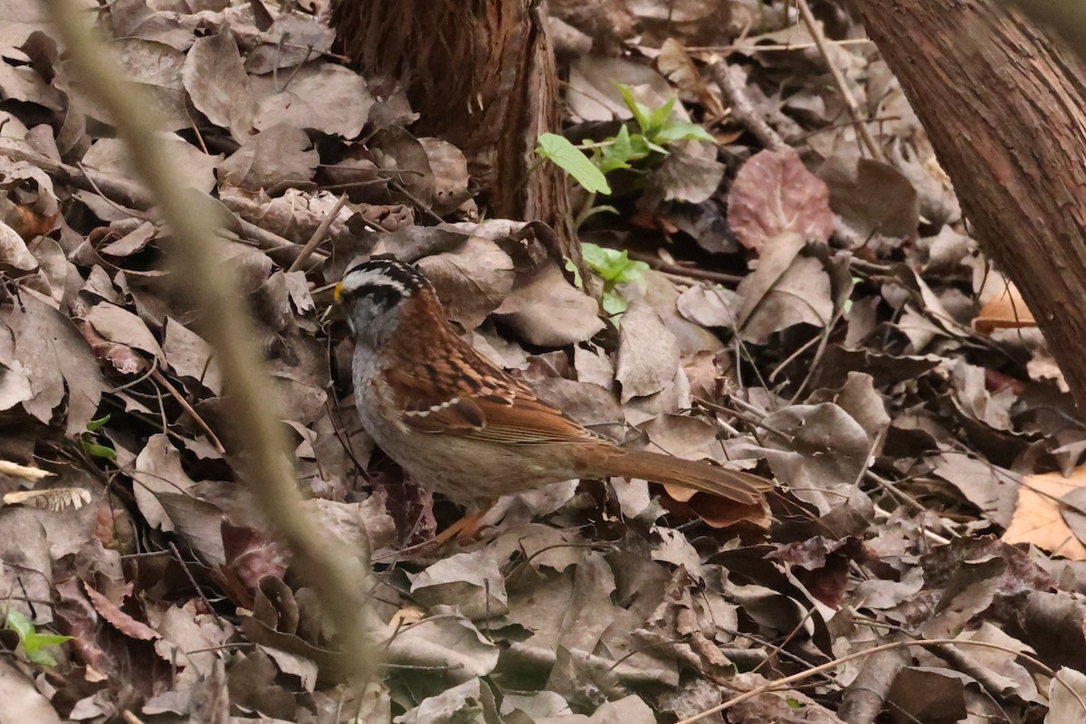 White-throated Sparrow - Michael Gallo