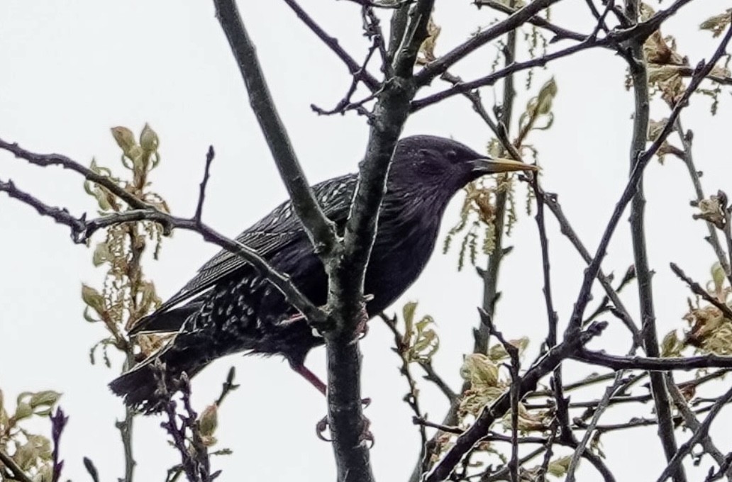 European Starling - Darchelle Worley