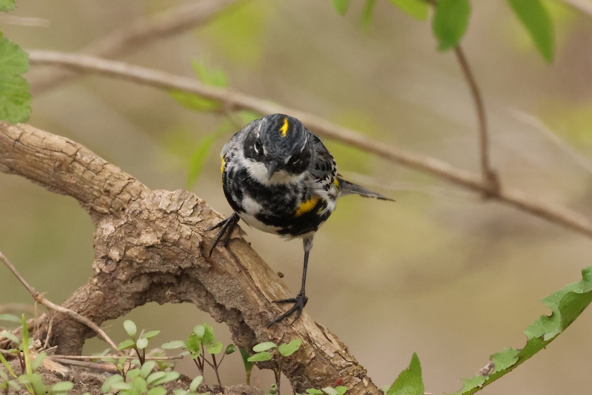 Yellow-rumped Warbler - Michael Gallo