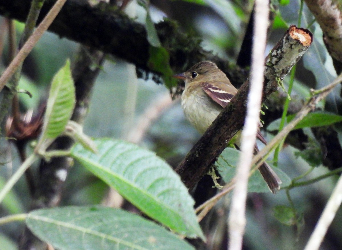 Alder/Willow Flycatcher (Traill's Flycatcher) - Marilyn Ureña