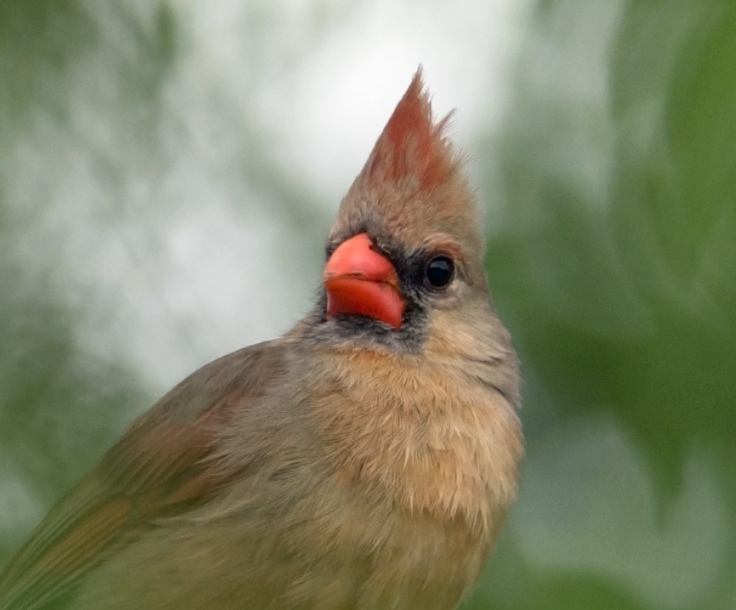 Northern Cardinal - Jack and Shirley Foreman