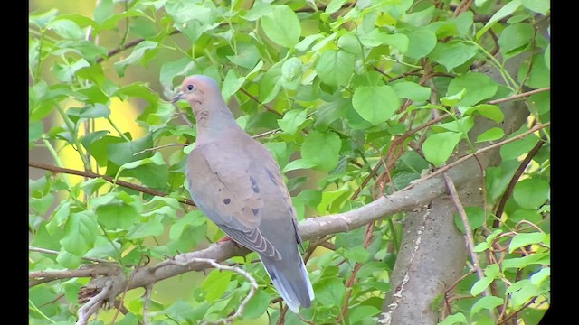 Mourning Dove - ML618133848