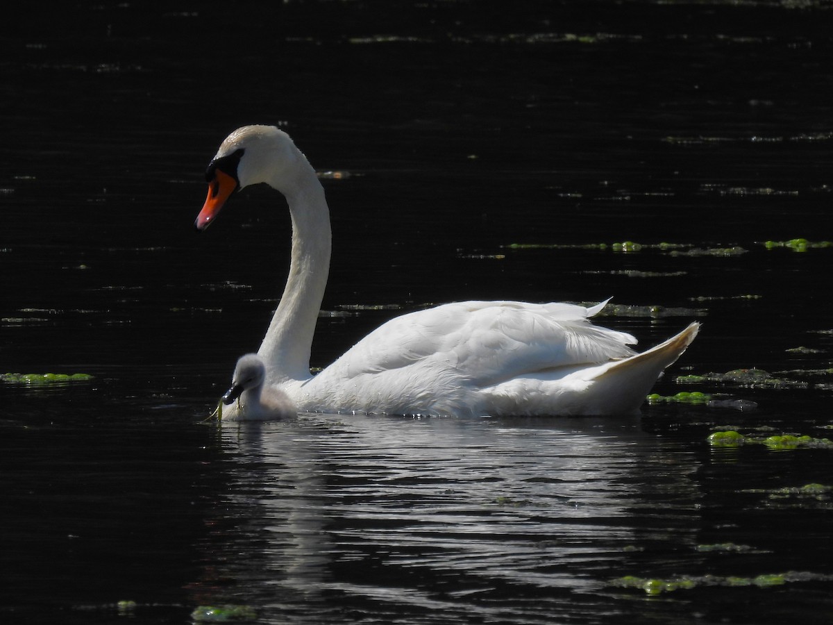 Mute Swan - ML618133851