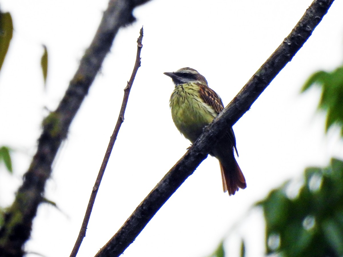 Piratic Flycatcher - Marilyn Ureña