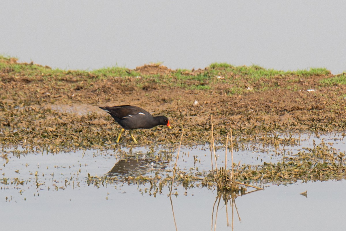 Eurasian Moorhen - Ashok Kolluru