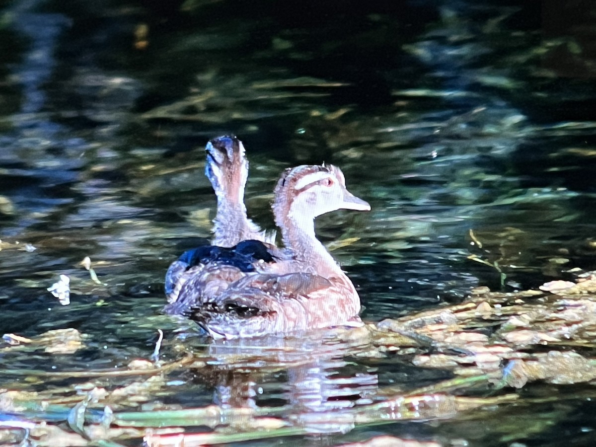 Wood Duck - ML618133872