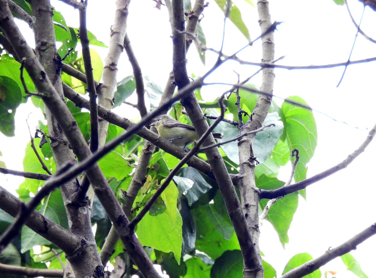 Philadelphia Vireo - Marilyn Ureña