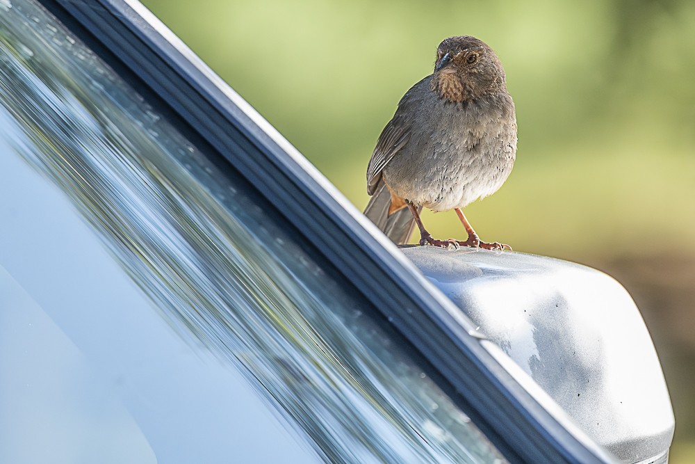 California Towhee - James McNamara