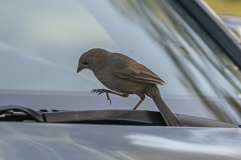 California Towhee - James McNamara