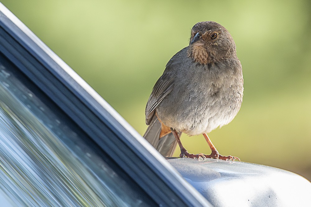 California Towhee - James McNamara