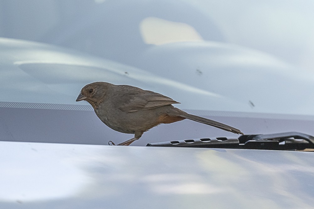 California Towhee - James McNamara