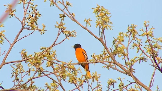 Oriole de Baltimore - ML618133905