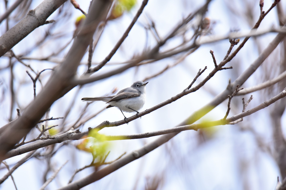 Blue-gray Gnatcatcher - Zachary Peterson