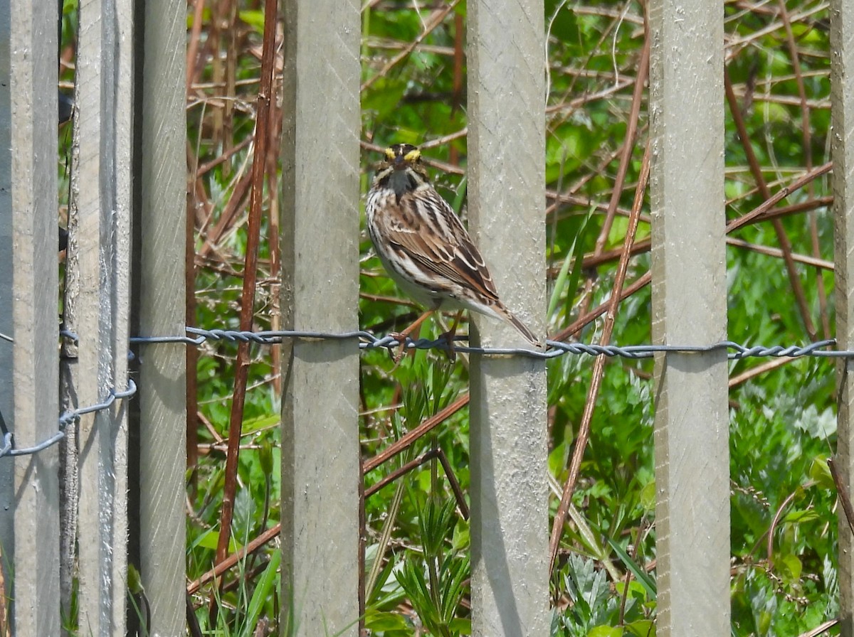 Savannah Sparrow - ML618133911