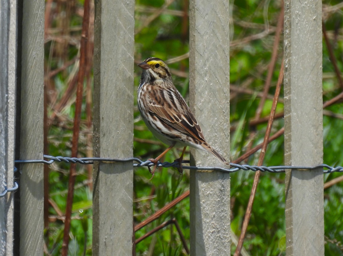 Savannah Sparrow - ML618133912