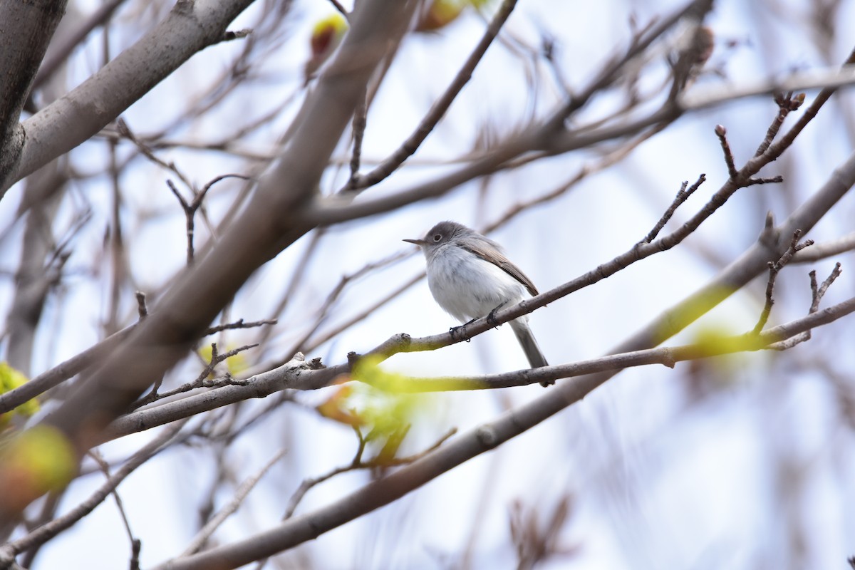 Blue-gray Gnatcatcher - Zachary Peterson