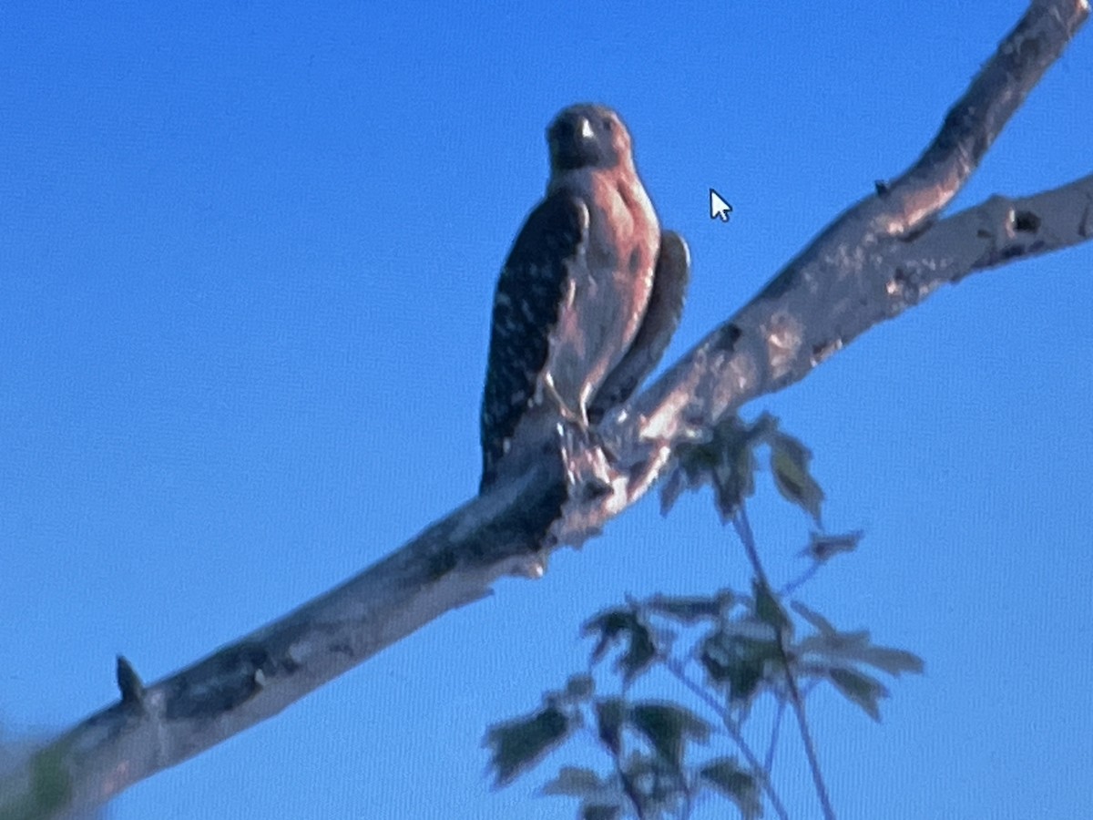 Red-shouldered Hawk - Anonymous