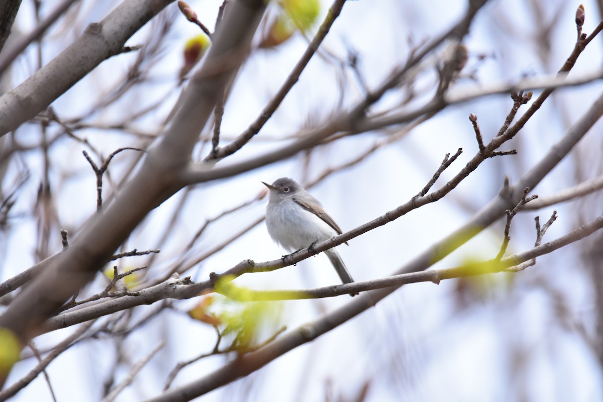 Blue-gray Gnatcatcher - Zachary Peterson