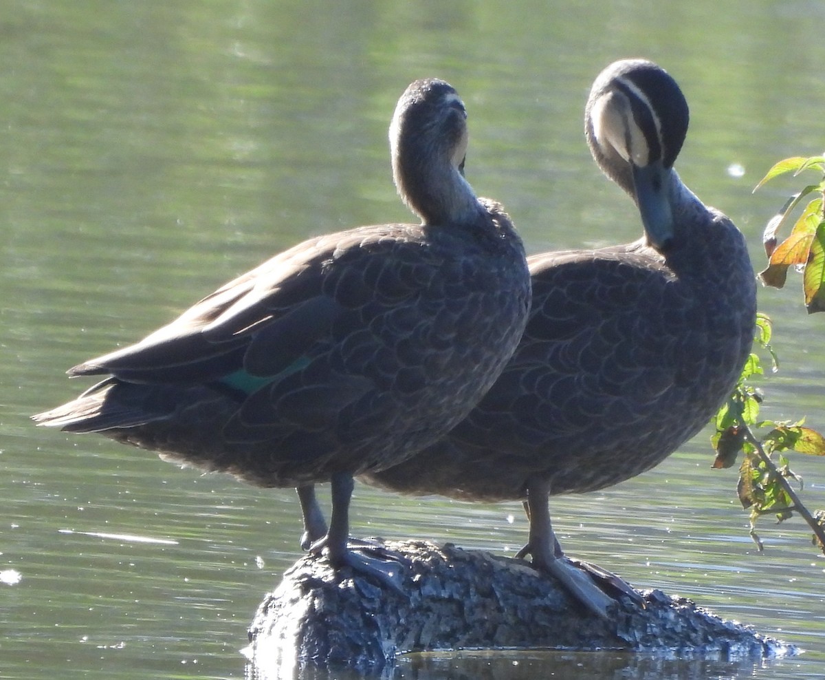 Pacific Black Duck - Suzanne Foley