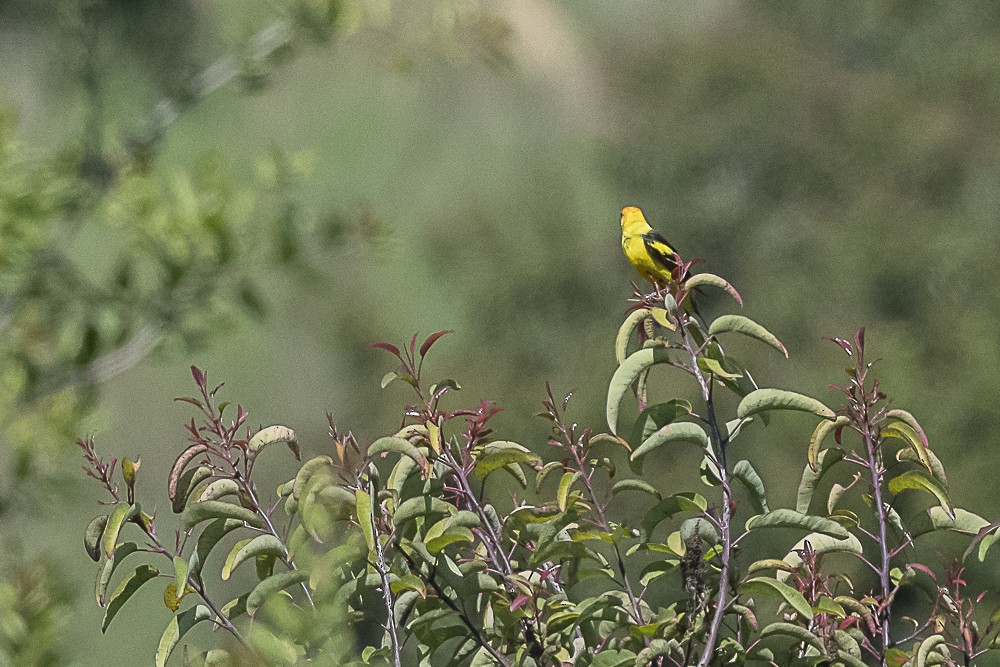 Western Tanager - James McNamara